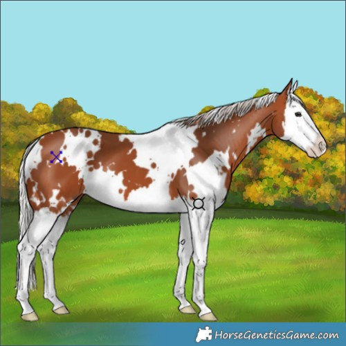 Horse Color:White Spotted Silver Bay Splash