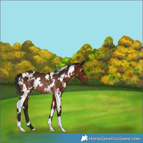 Horse Color:Gray White Spotted Bay Rabicano 