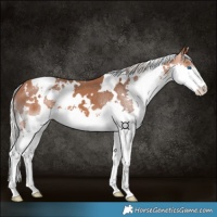 Horse Color:White Spotted Silver Bay Splash Appaloosa 
