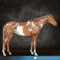 Horse Color:White Spotted Chestnut