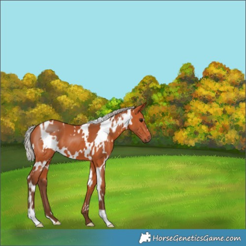 Horse Color:White Spotted Silver Bay 