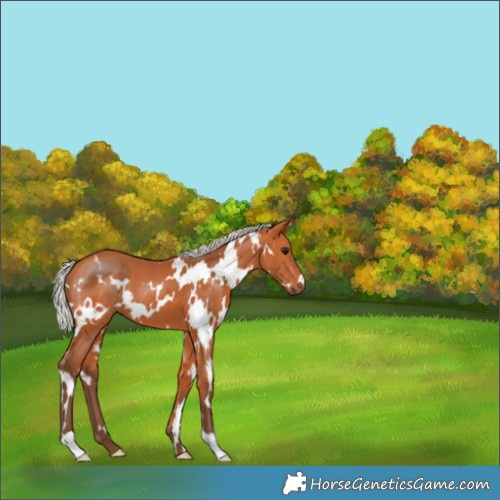 Horse Color:White Spotted Silver Bay 