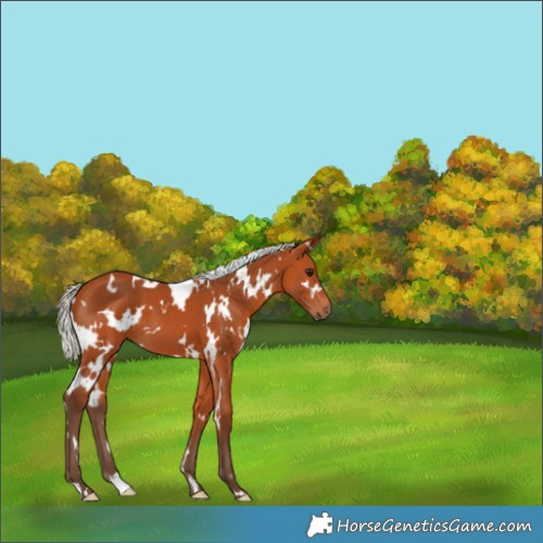 Horse Color:White Spotted Silver Bay 
