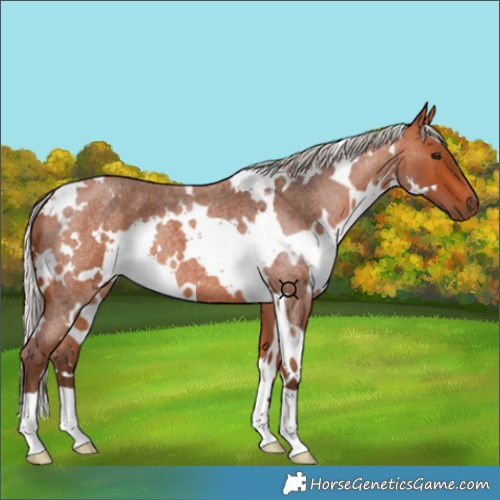 Horse Color:White Spotted Silver Bay Roan