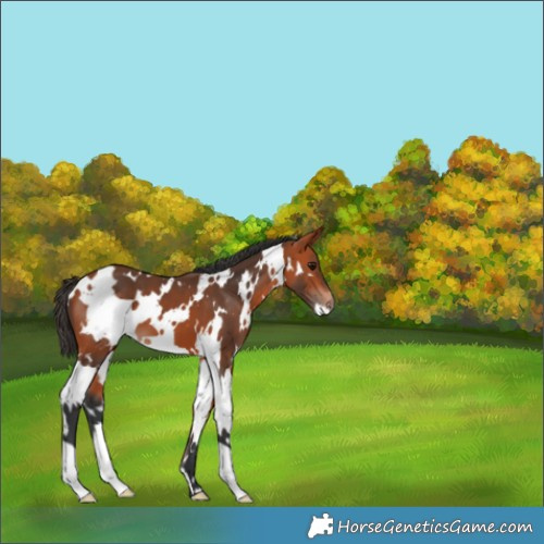 Horse Color:White Spotted Bay 