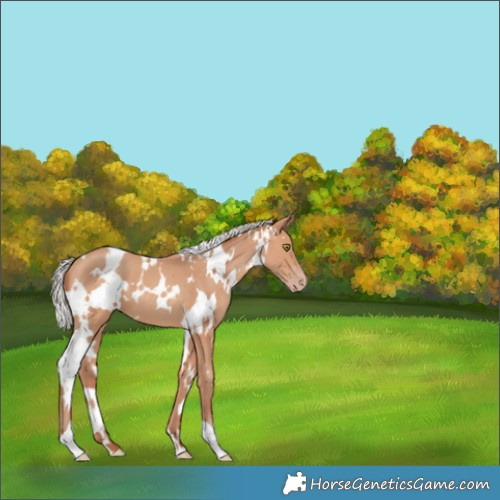 Horse Color:White Spotted Silver Amber Champagne 