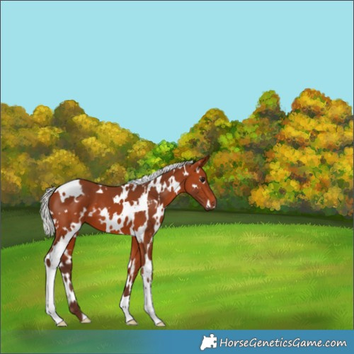 Horse Color:White Spotted Silver Bay 