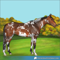 Horse Color:White Spotted Bay 