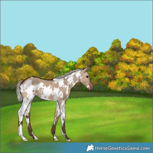 Horse Color:White Spotted Silver Brown Dun 