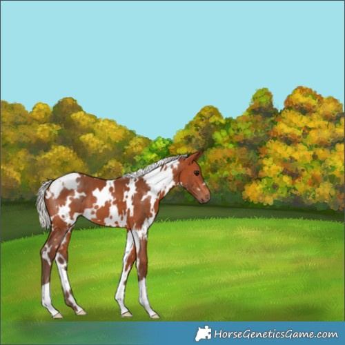 Horse Color:White Spotted Silver Bay 