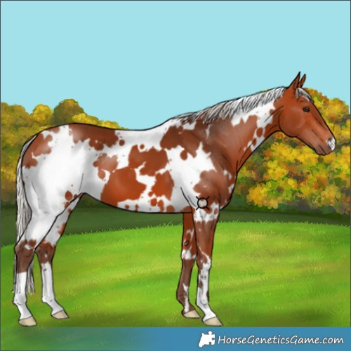 Horse Color:White Spotted Silver Bay 