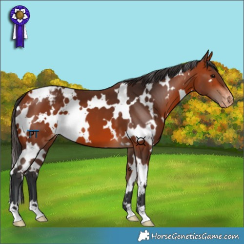 Horse Color:White Spotted Bay Appaloosa 