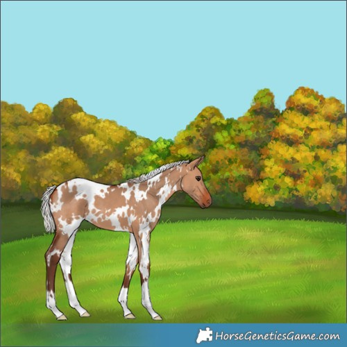 Horse Color:White Spotted Silver Bay Dun 