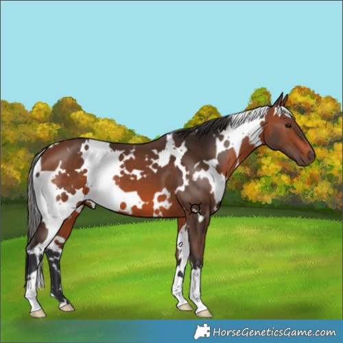 Horse Color:White Spotted Bay 