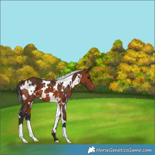 Horse Color:White Spotted Bay 