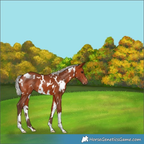 Horse Color:White Spotted Silver Bay 