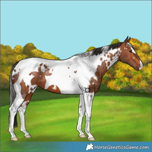 Horse Color:White Spotted Bay Tobiano 
