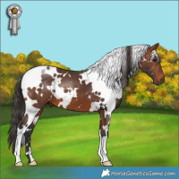 Horse Color:White Spotted Bay 