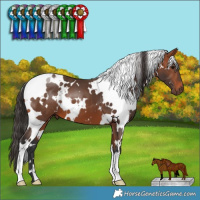 Horse Color:White Spotted Bay
