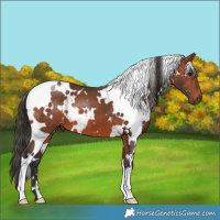 Horse Color:White Spotted Bay