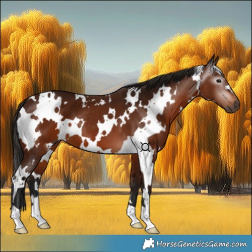 Horse Color:Gray White Spotted Bay