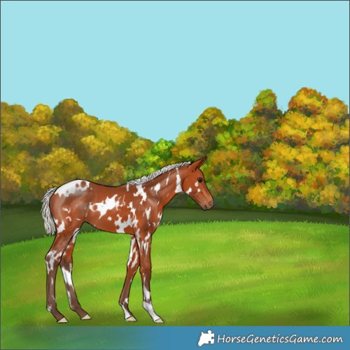 Horse Color:White Spotted Silver Bay 