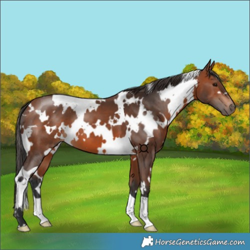 Horse Color:White Spotted Bay 