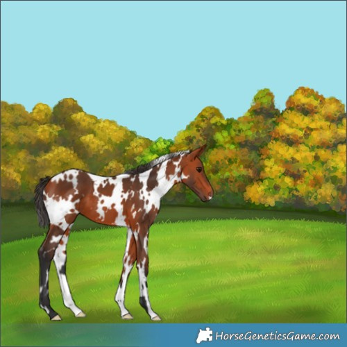 Horse Color:White Spotted Bay 