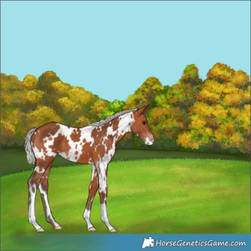 Horse Color:White Spotted Silver Bay 