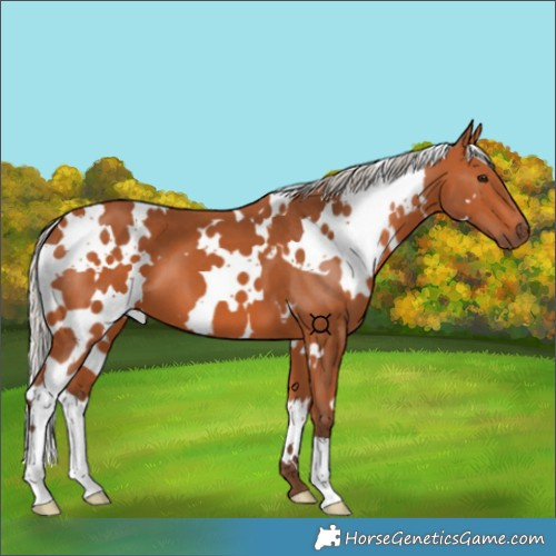 Horse Color:White Spotted Silver Bay 