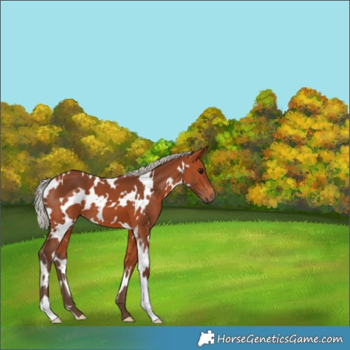 Horse Color:White Spotted Silver Bay 