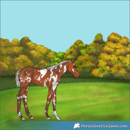 Horse Color:White Spotted Silver Bay 