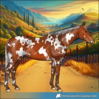 Horse Color:White Spotted Silver Bay 
