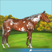 Horse Color:White Spotted Silver Bay 