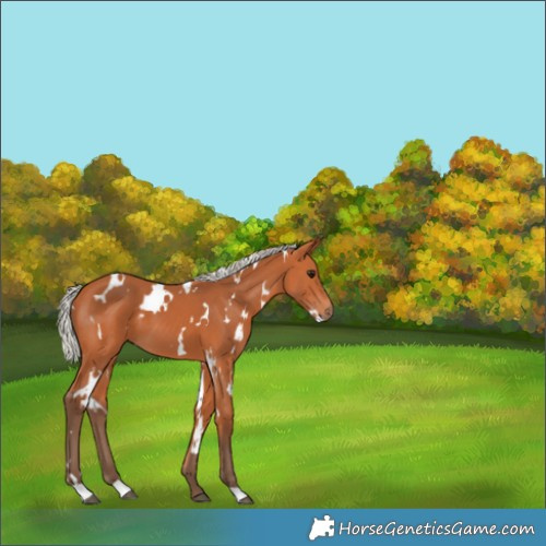 Horse Color:White Spotted Silver Bay 