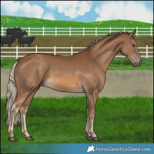 Horse Color:Chocolate Palomino 