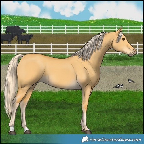 Horse Color:Palomino Dun 