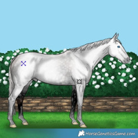 Horse Color:Gray Void Silver Black Splash