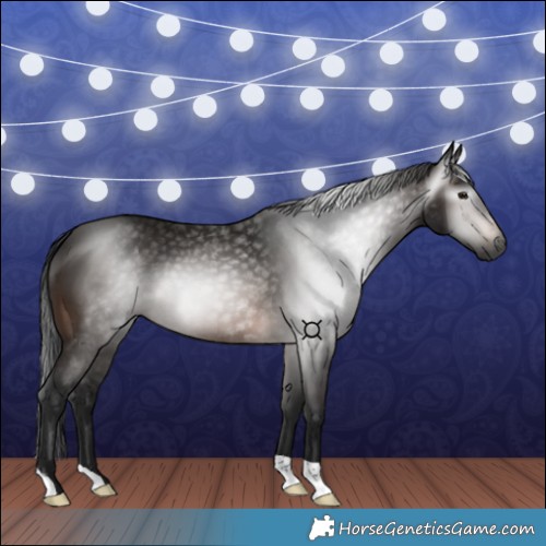 Horse Color:Gray Bay 