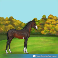 Horse Color:Brown 