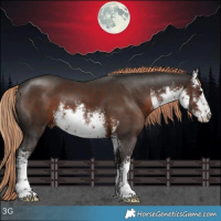 Horse Color:White Spotted Liver Chestnut 