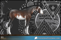 Horse Color:White Spotted Brown