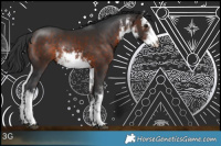 Horse Color:White Spotted Bay Rabicano