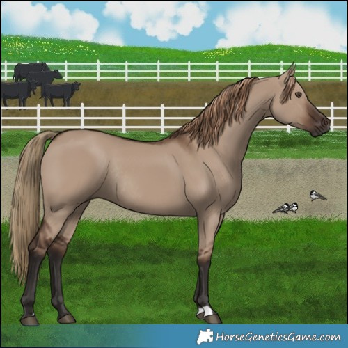 Horse Color:Liver Red Dun Rabicano 