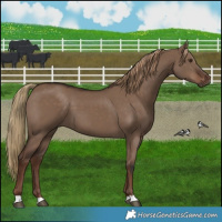 Horse Color:Liver Red Dun