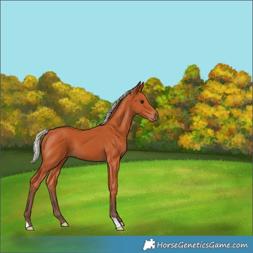 Horse Color:Silver Bay 