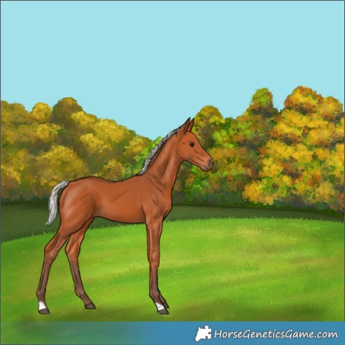 Horse Color:Silver Bay 