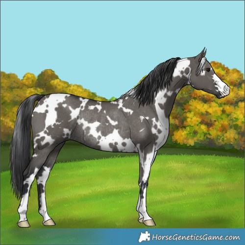 Horse Color:White Spotted Grullo Rabicano 