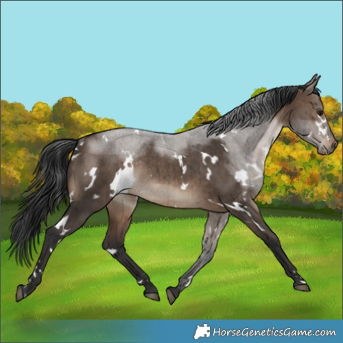 Horse Color:White Spotted Brown Dun Rabicano Brindle 