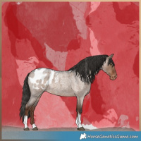 Horse Color:Liver Red Dun Roan Tobiano Appaloosa 